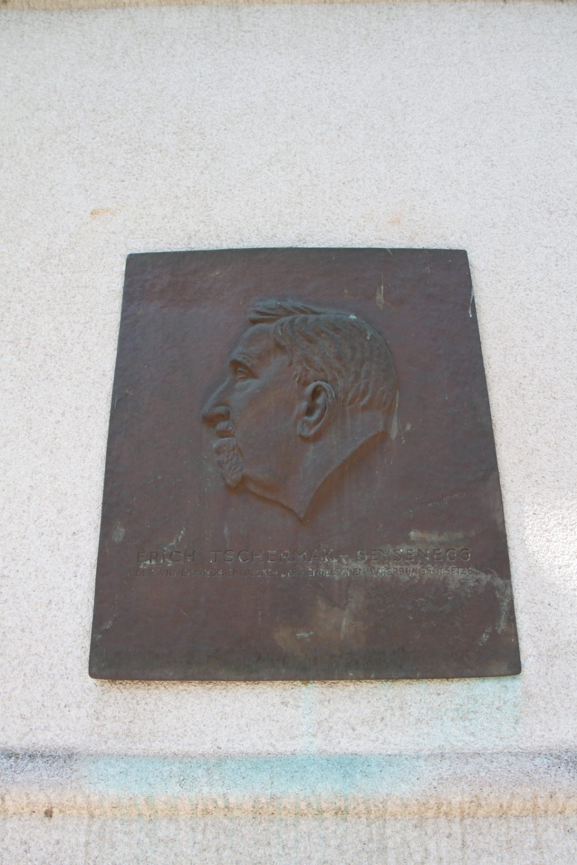 Mendel and Tschermak memorial, _Vienna - 10.JPG